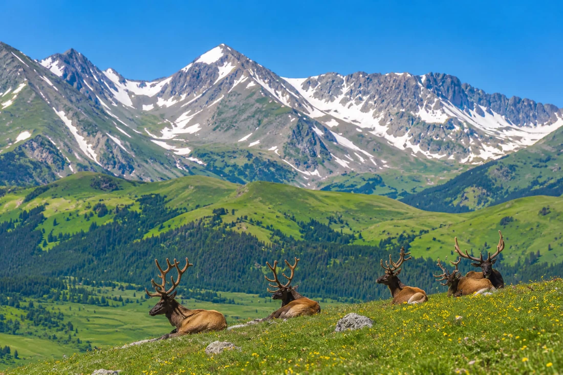 Rocky Mountain National Park alpine meadow and snowy peaks