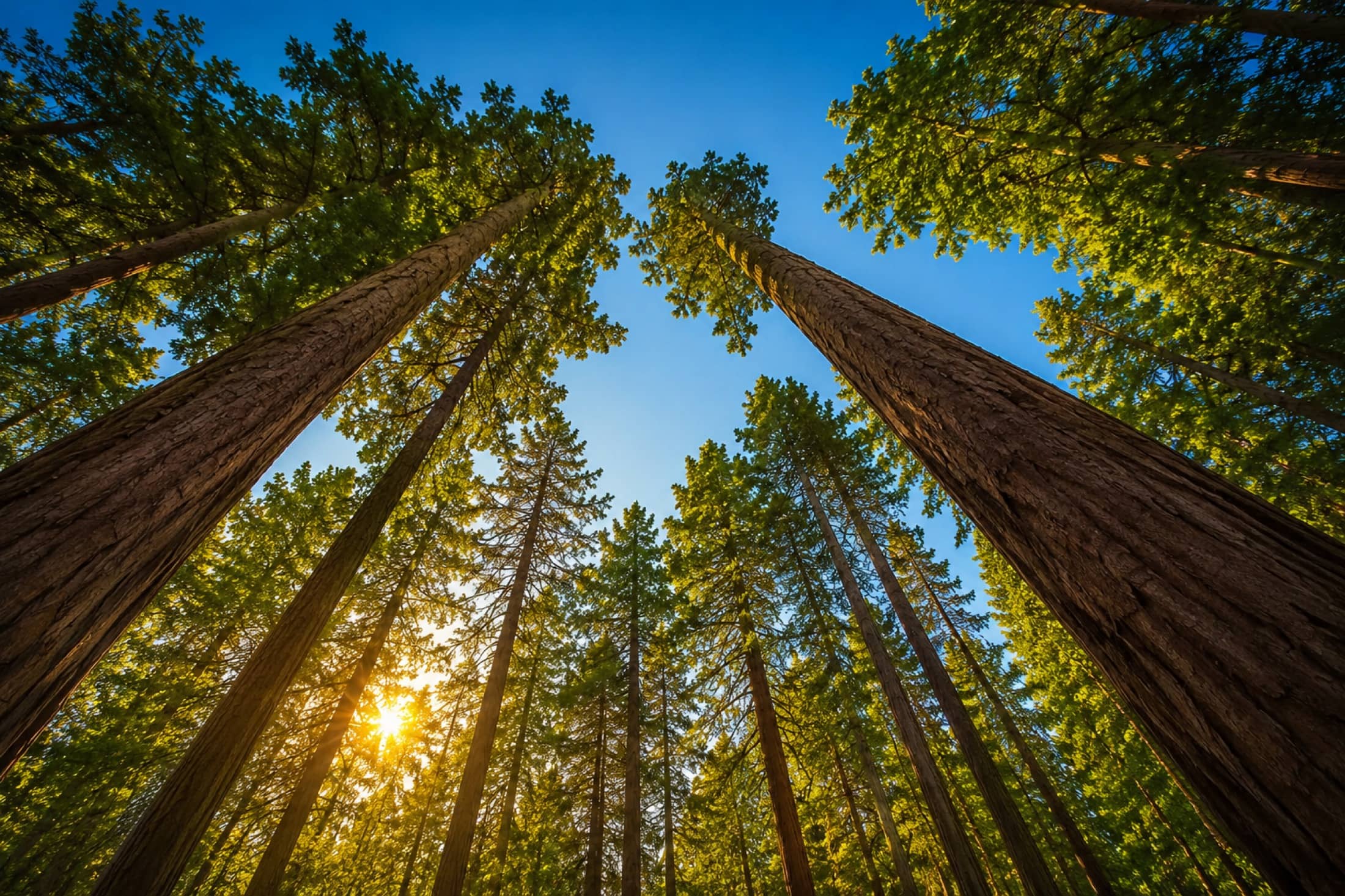 Giant sequoia trees rising into a sunny forest canopy